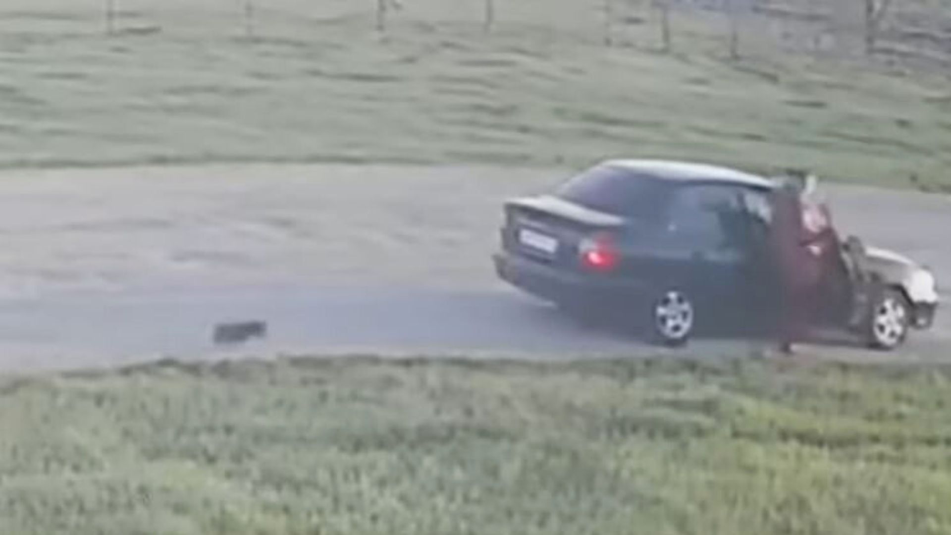 car, dog and woman