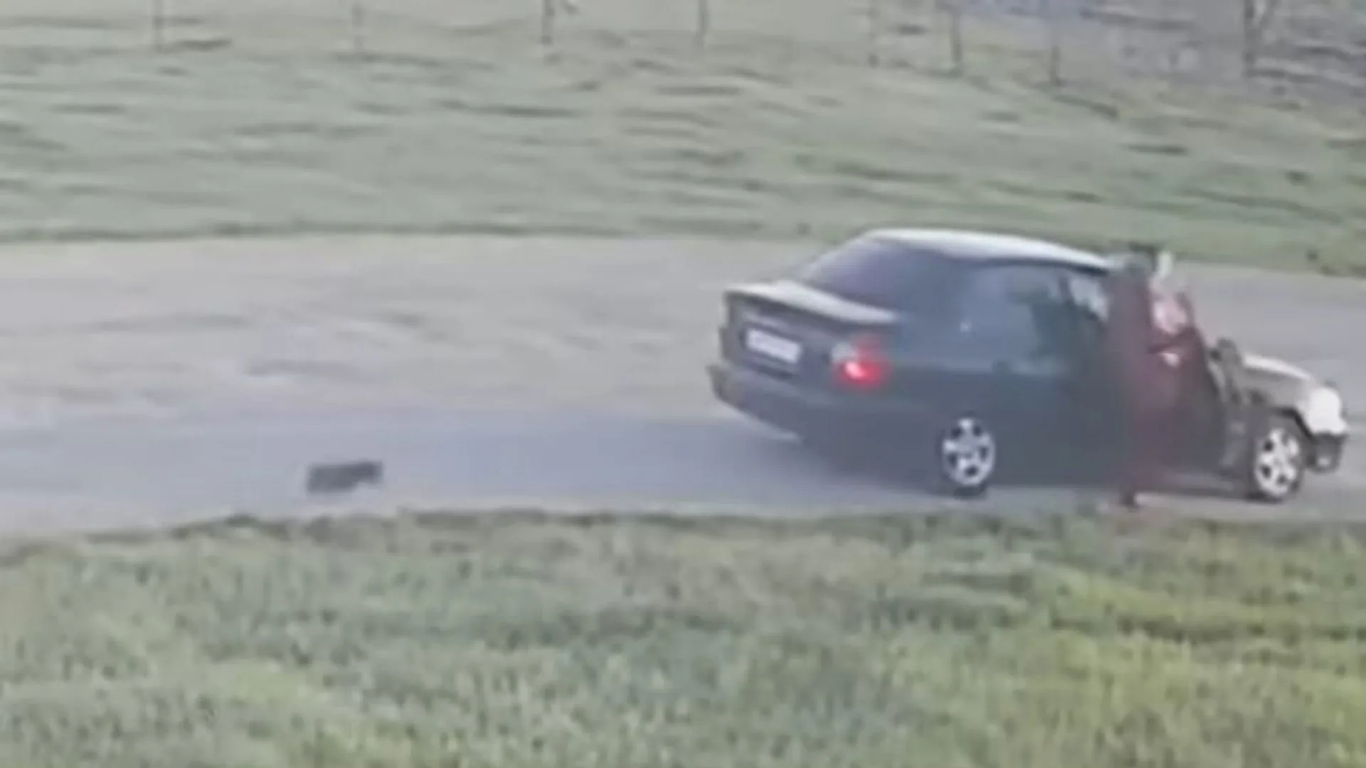car, dog and woman