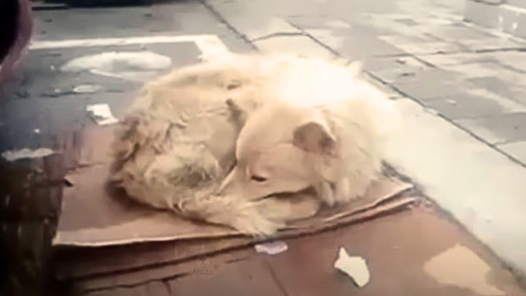 A Dog Abandoned On The Street In Freezing Weather