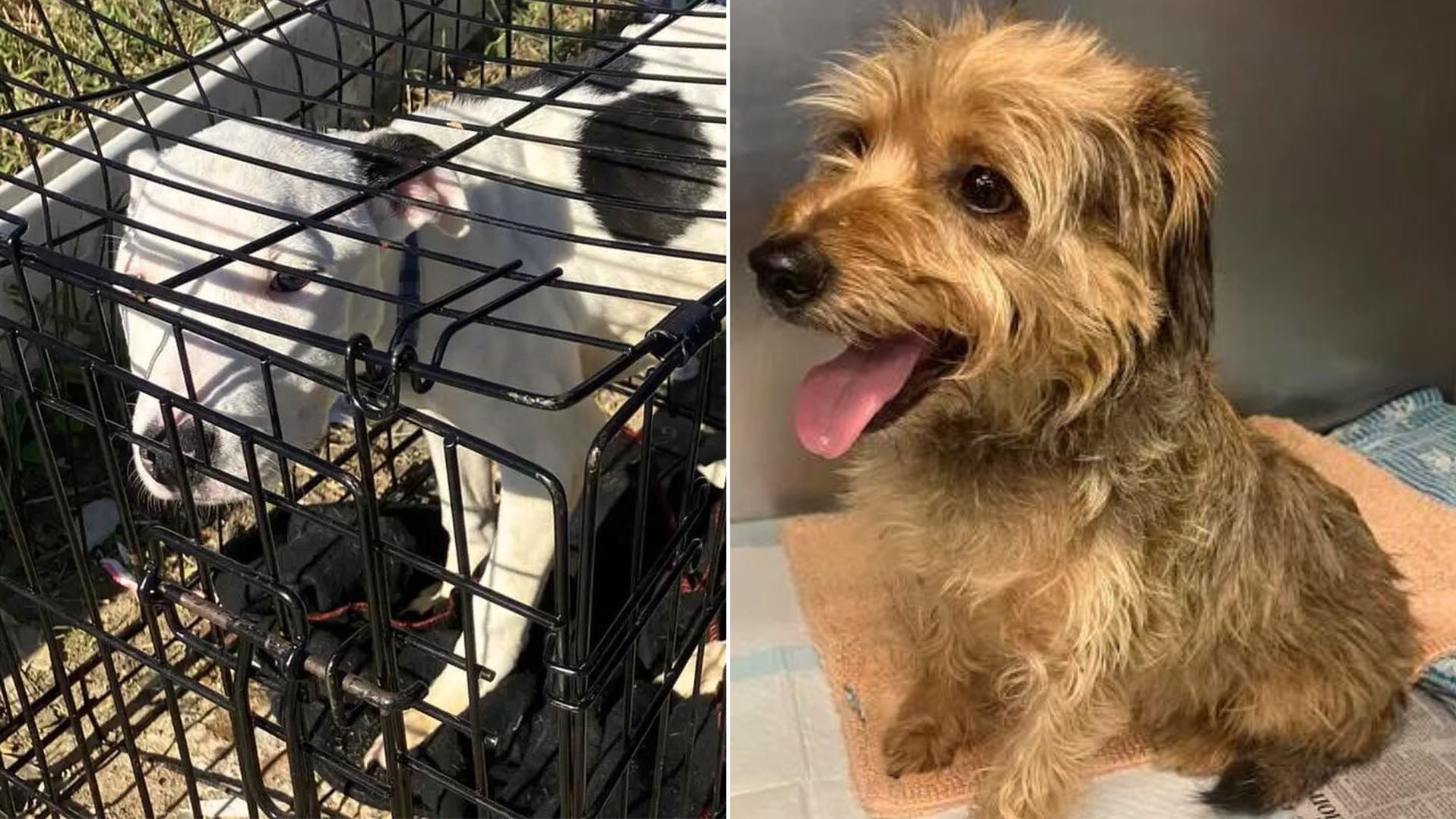 A Dramatic Appeal From The Shelter After Finding Abandoned Dogs At The Same Location One After Another