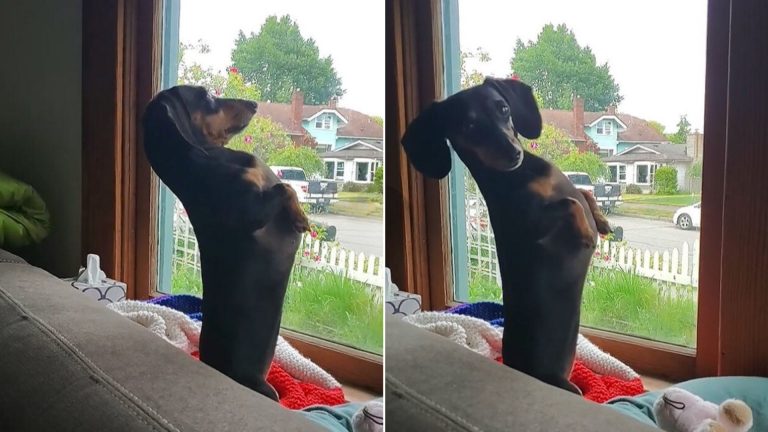 a funny dog stands upright by the window
