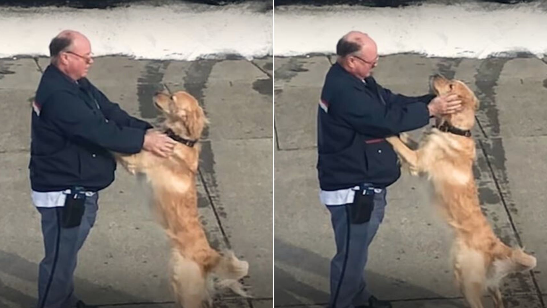 A Golden Retriever And A Mailman Melt Hearts With Their Adorable Relationship