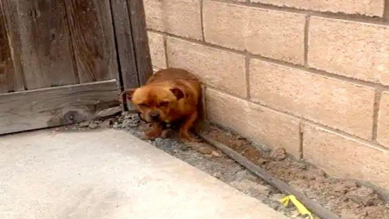 photo of a scared homeless dog