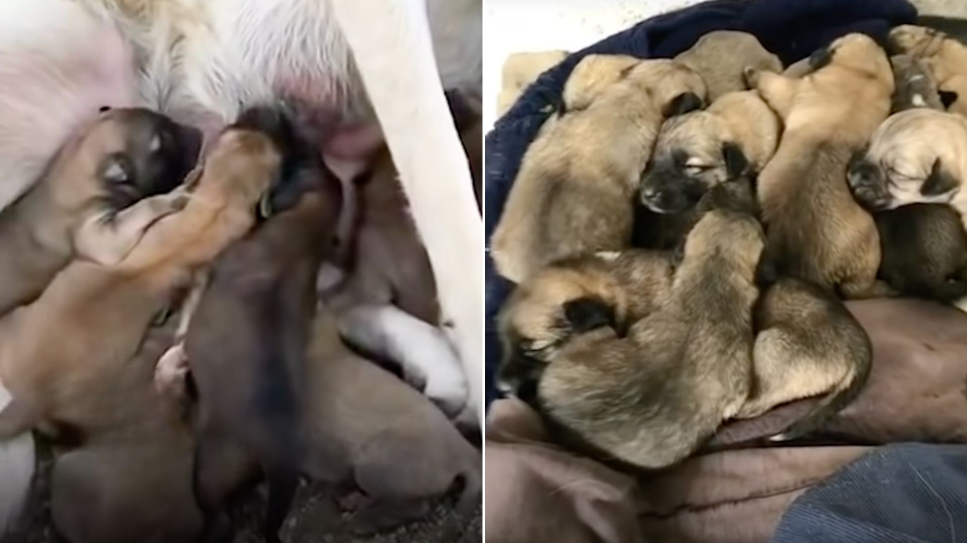 A Kind Mama Dog Adopts 8 Orphaned Puppies Even Though She Has 10 Of Her Own