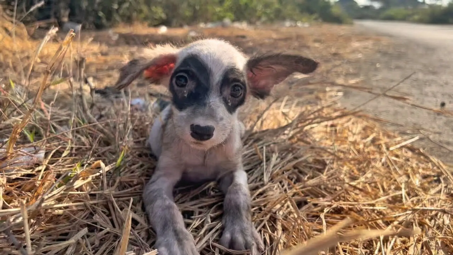 stray abandoned dog finds home
