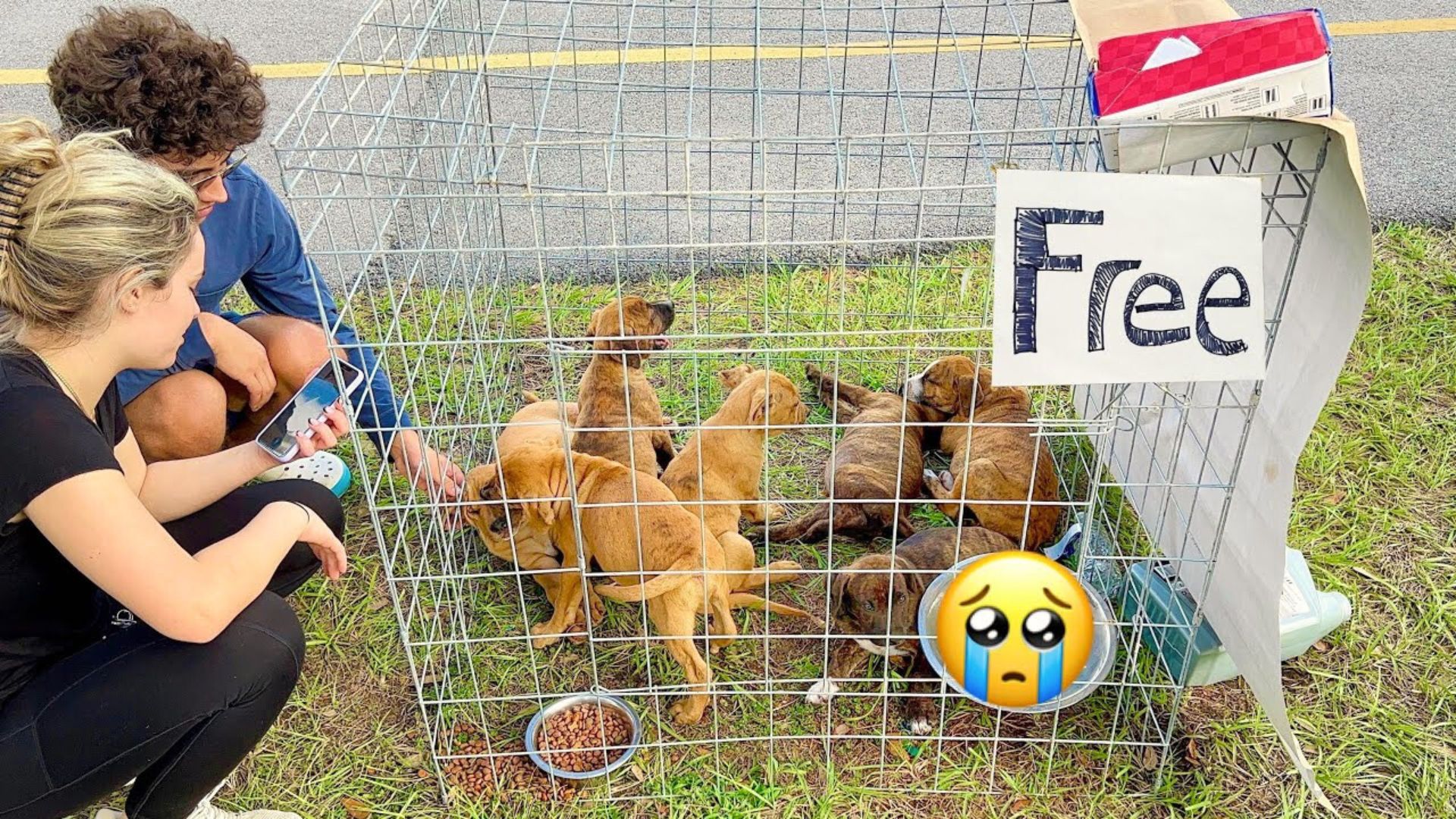 A Kind Man Rescues Seven Puppies Who Were Abandoned With A ‘Free’ Sign On The Kennel