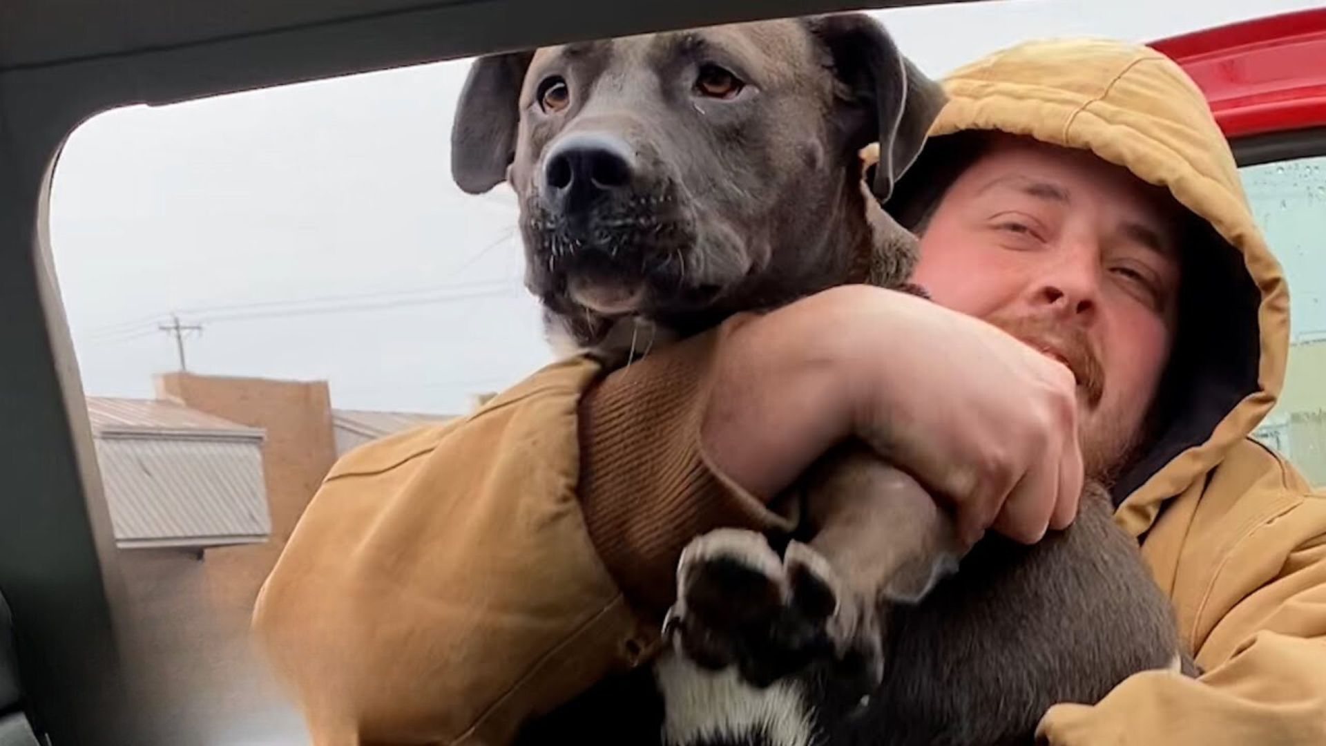A Man Hugs A Sad Pittie Who Was Dumped In The Parking Lot And Takes Her Home