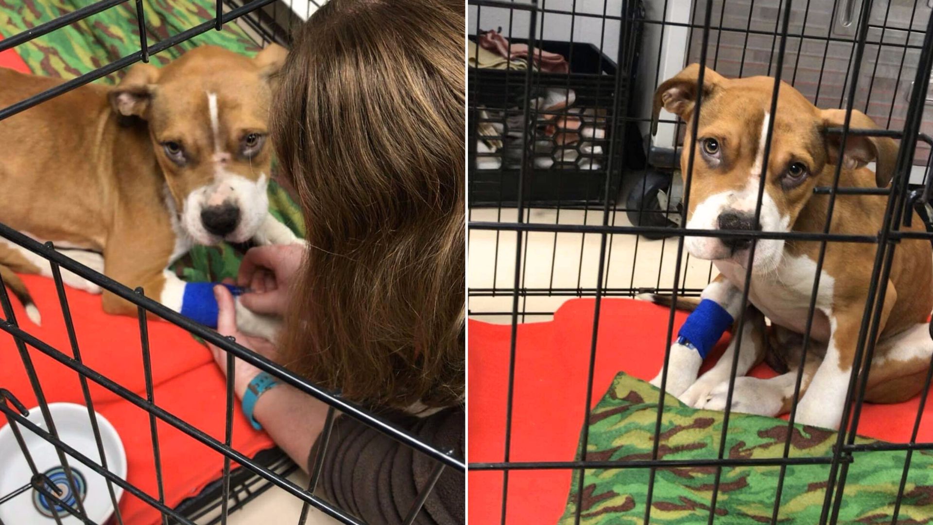 Sweet Puppy Was Living With An Abusive Owner Until A Police Officer Came And Saved Him