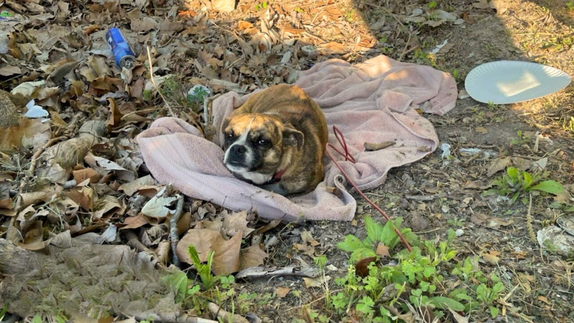 Adorable Pup Heartlessly Left Lying On A Blanket In A Ditch