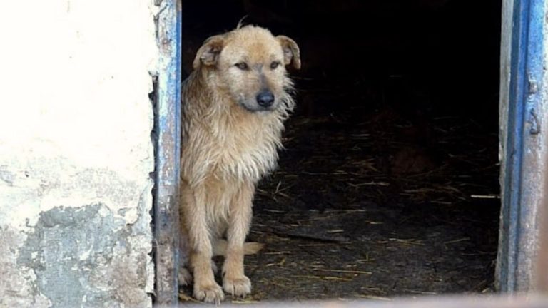 rescued dog smiles again