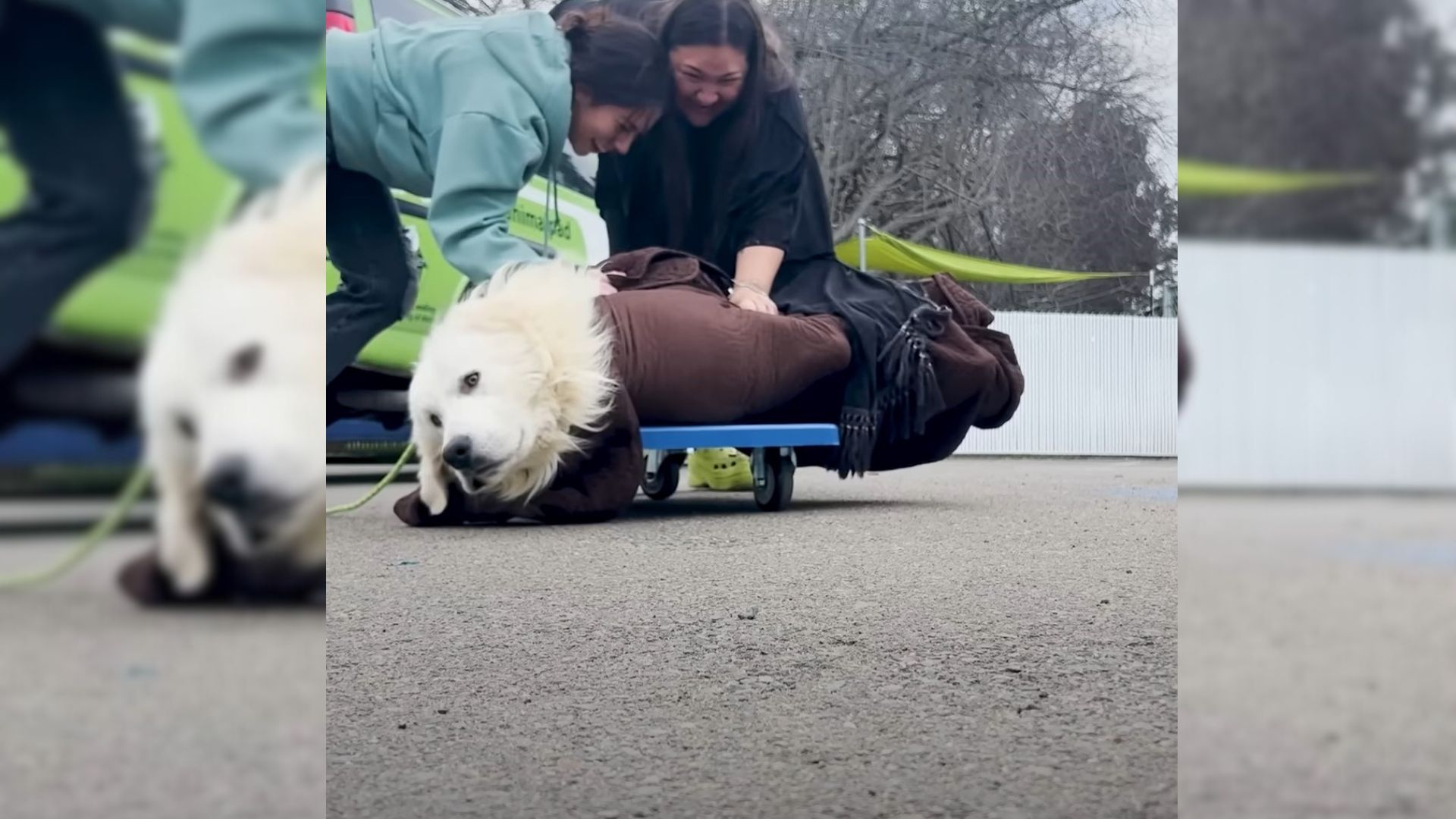 Rescuers Came Up With An Incredible Plan To Rescue A Hesitant Dog From Puppy Mill