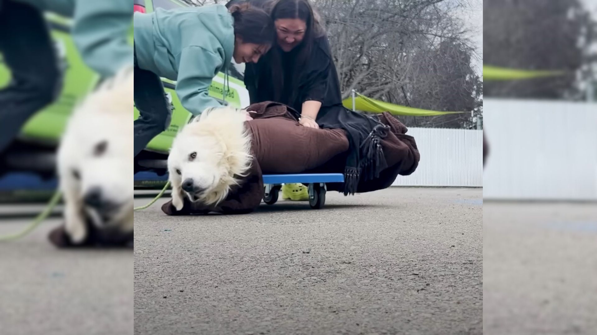 Dog From Puppy Mill Was Hesitant When He Met His Rescuers But They Were Not Giving Up On Him