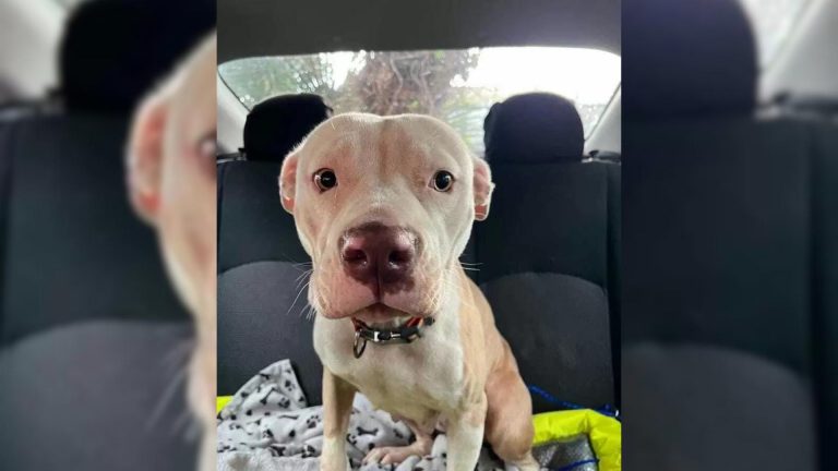 A Scared Lost Pup Stops Traffic And Begs