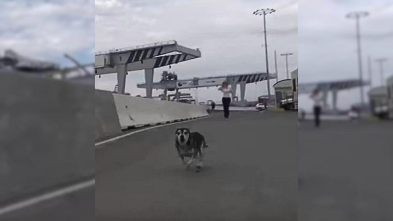 A Scared Stray Dog