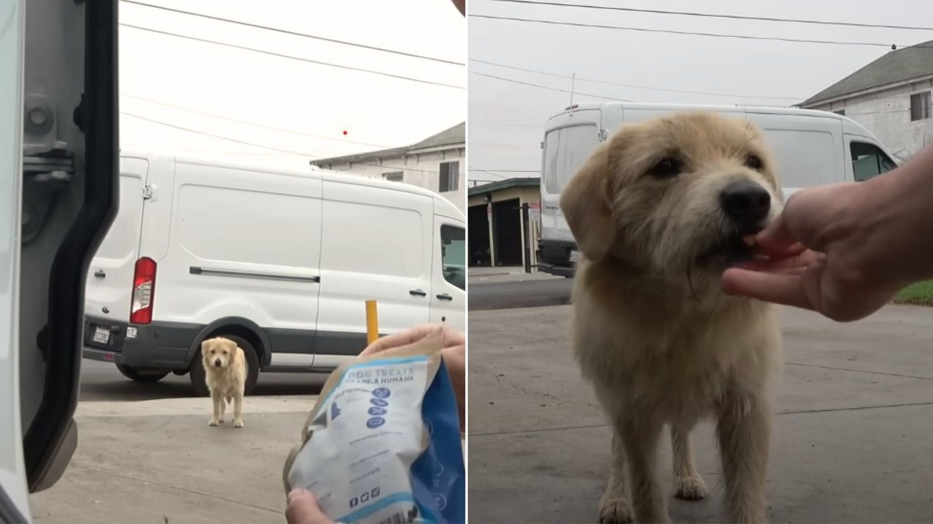 A Stray Dog Rescued Just In The Nick Of Time, Right Before A Major Storm