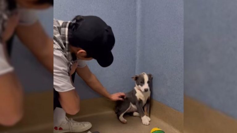 A Stray Who Couldn’t Even Look At Her Rescuers In The Eyes
