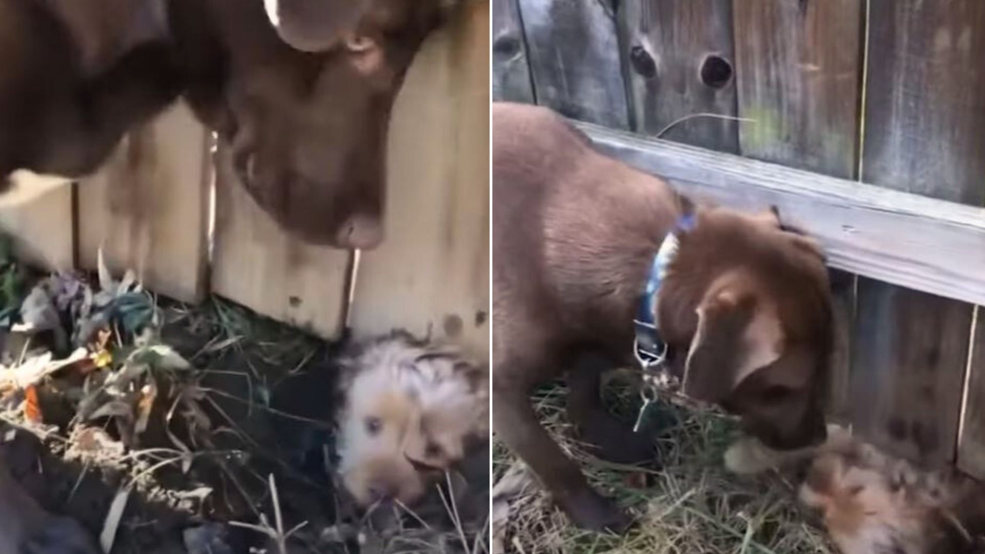 A Dog Met A New Friend, But Couldn’t Play With Him Until He Dug A Tunnel Under His Fence