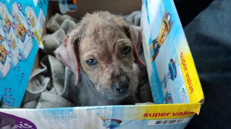 A Sweet Dog Found In A Blanket Next To A Busy Road