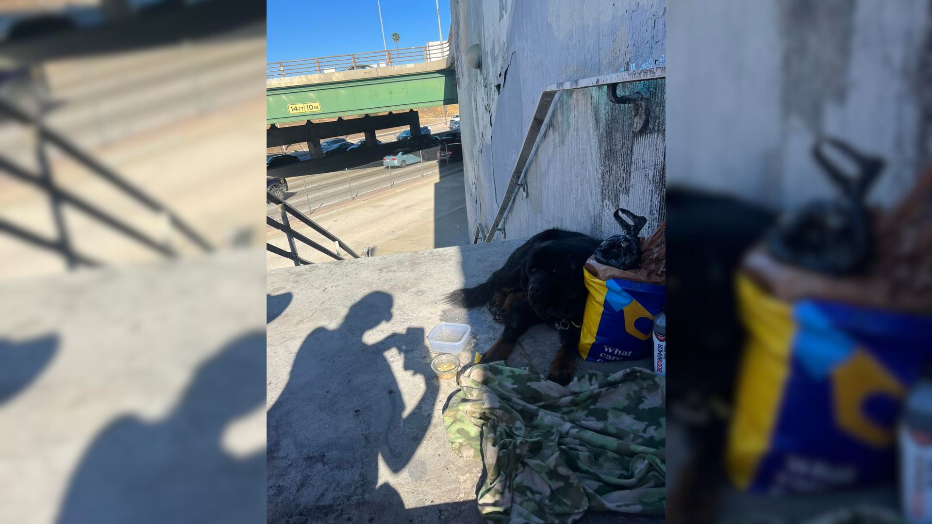 Sweet Dog Is Heartbroken After Her Owner Leaves Her Next To A Busy Freeway