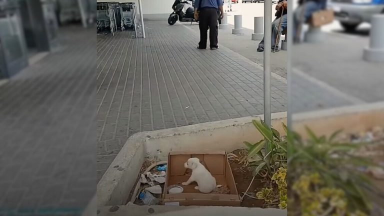 A Tiny Crying Puppy Left Outside A Supermarket