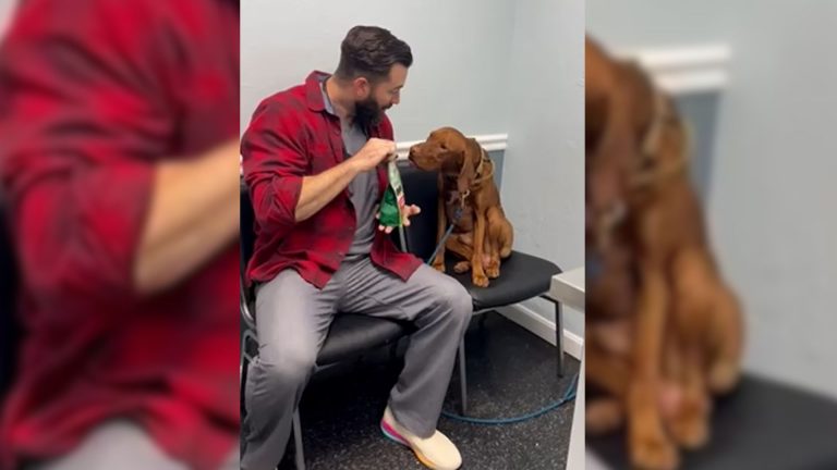 A Vet Calms Down A Pup Before A Visit In A Video