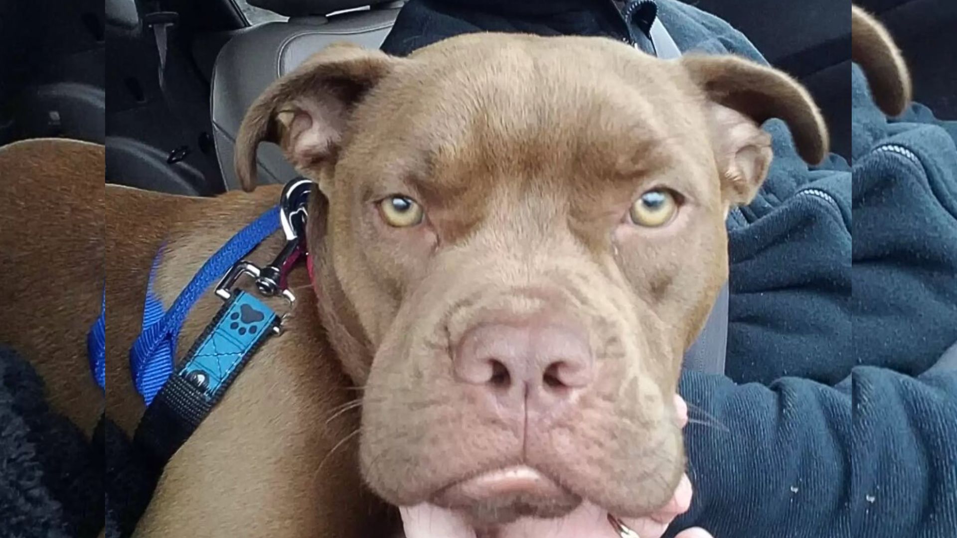 A Volunteer Drives Lost Pup 1,300 Miles Home Only To Find Out Her Owner Doesn’t Want Her