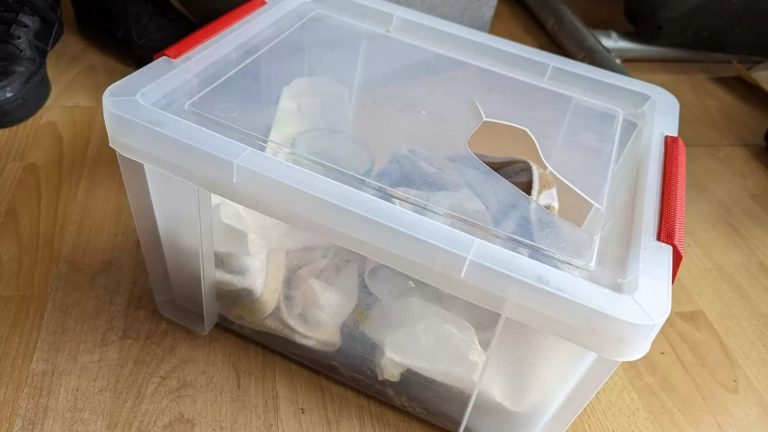 abandoned puppies in a plastic box
