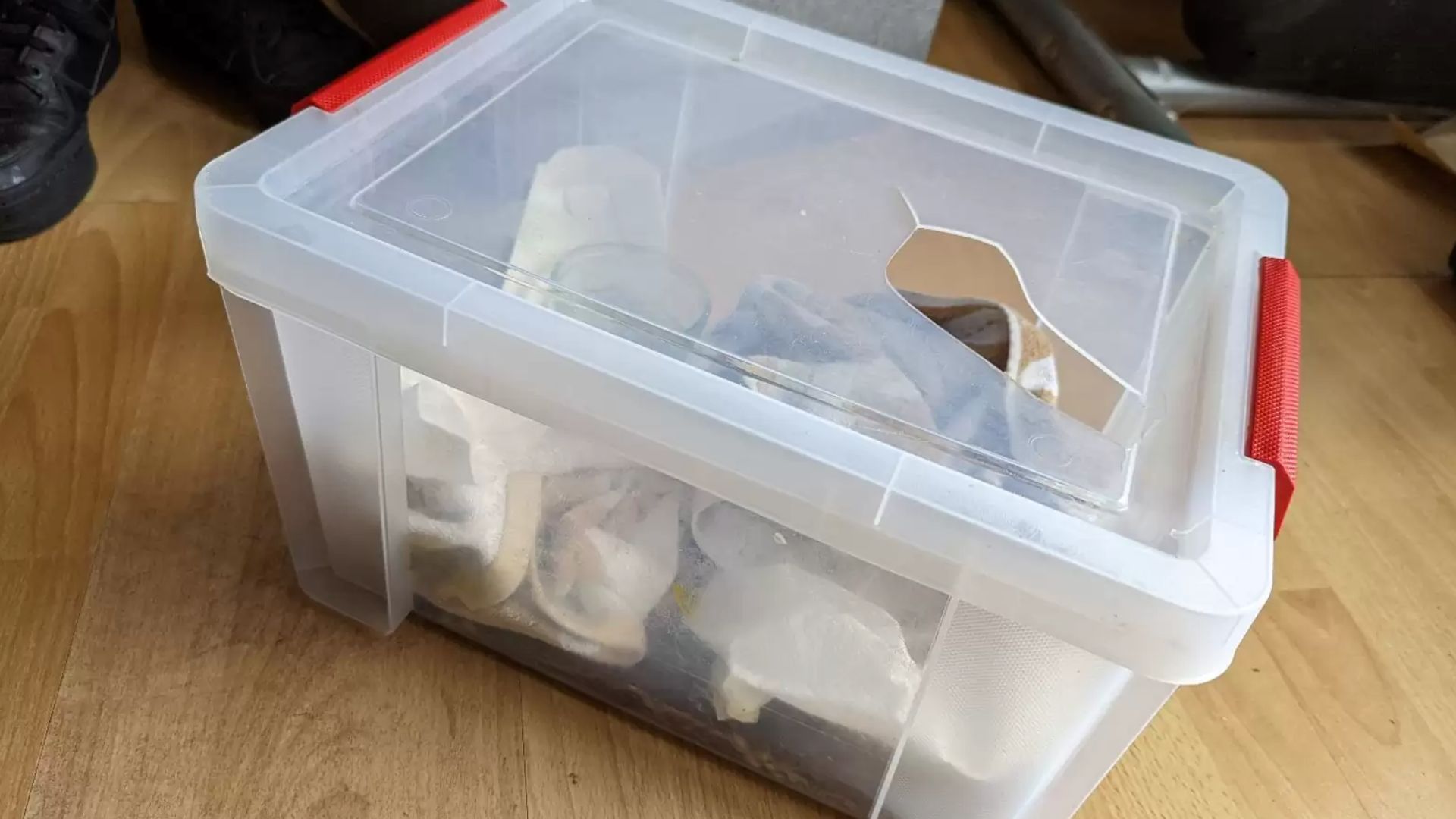 Woman Was Shocked When She Realized What Was Inside Plastic Box On The Side Of Road