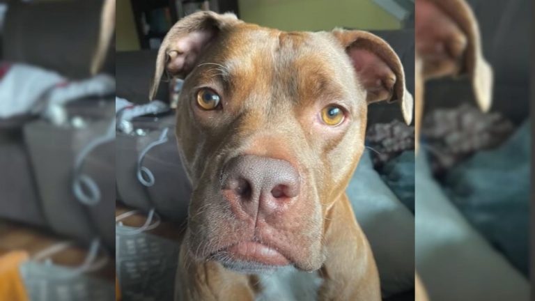 photo of a shelter dog