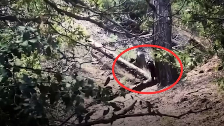 dog in a woods
