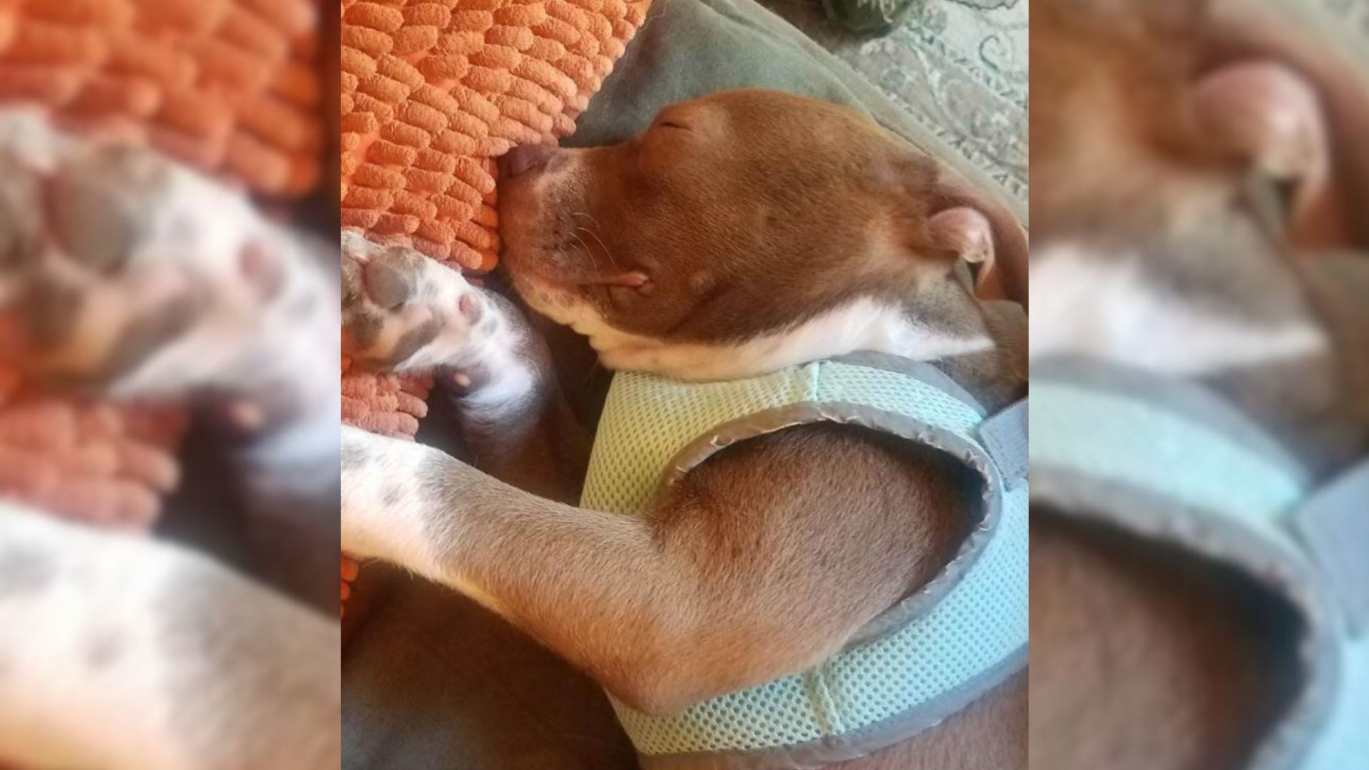 Blind Dog Surprises His New Adoptive Family From Ohio With His Abilities