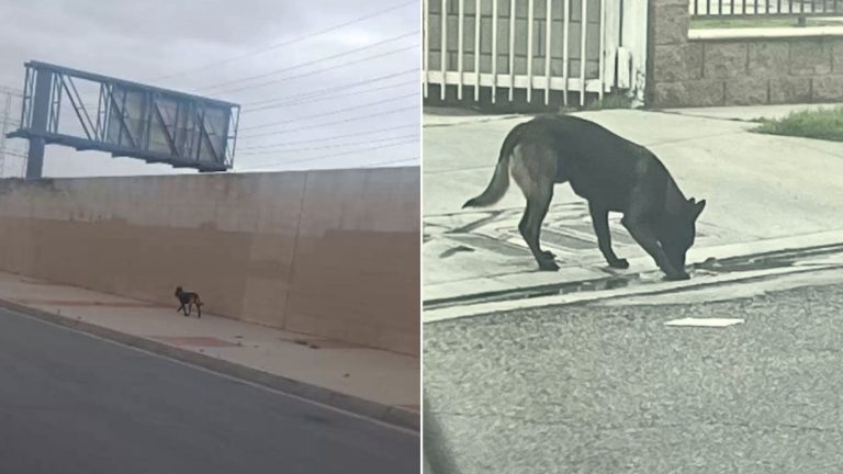 Abandoned Belgian Malinois Kept Circling Around The Neighborhood