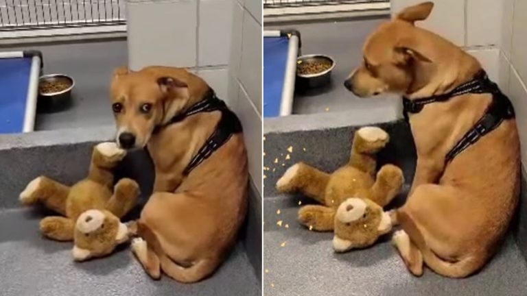 dog scared about teddy bear