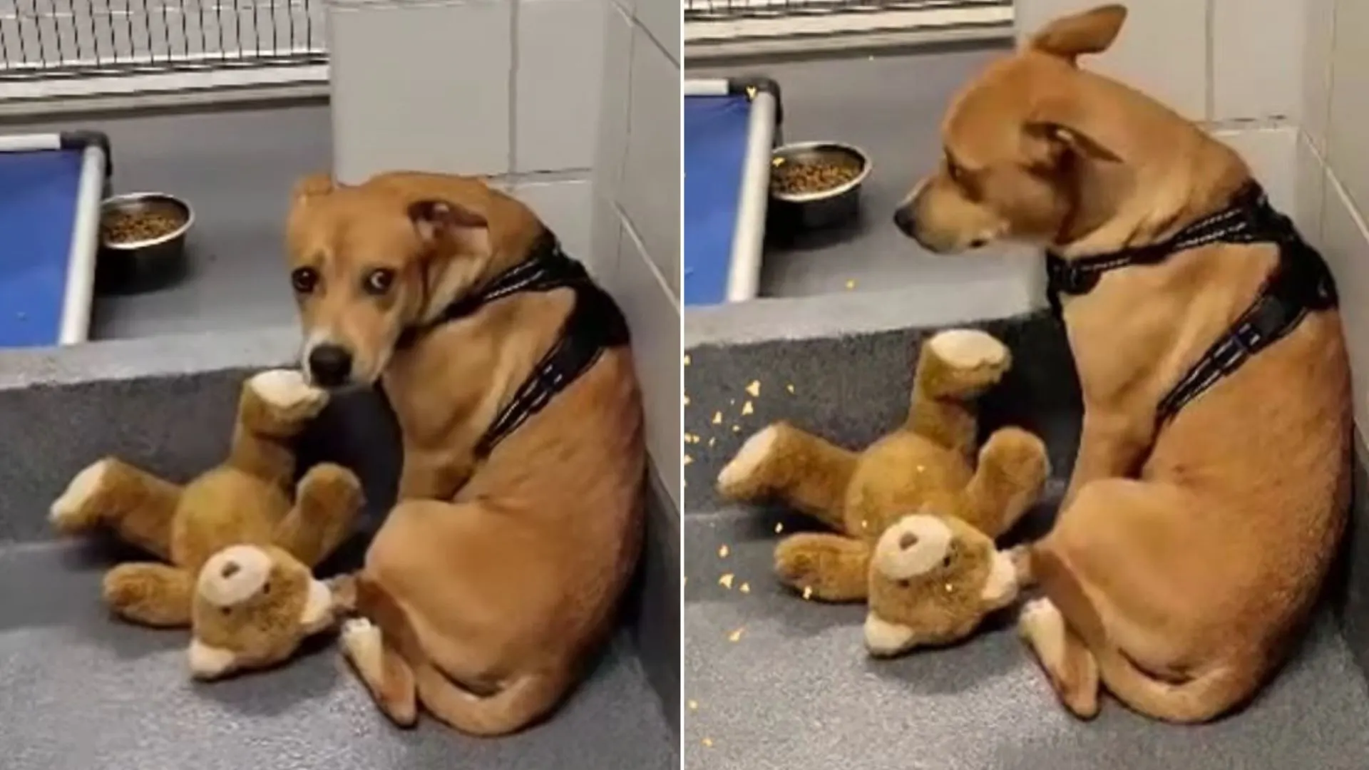 Abandoned Dog Scared Of Loud Kennels Clings To Her Teddy Bear For Comfort