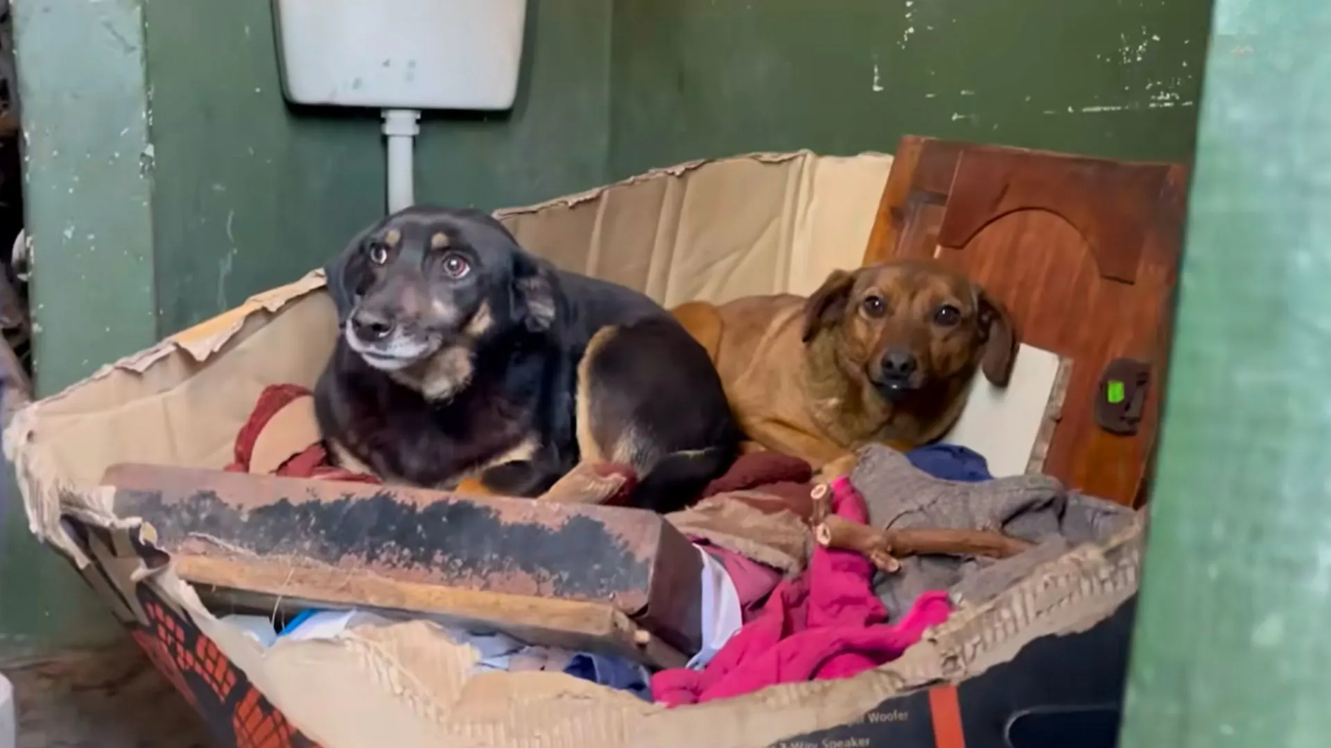 Abandoned Dog Siblings Who Hid In An Outdoor Bathroom Didn’t Trust Any Human Who Approached