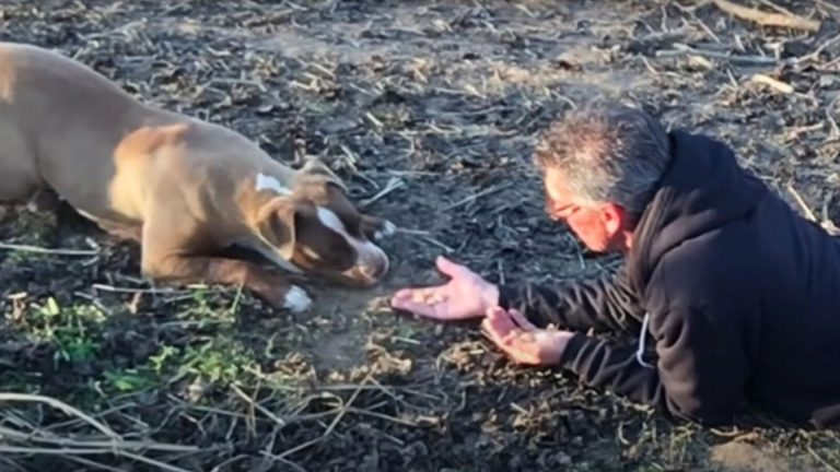 photo of abandoned pittie and a man