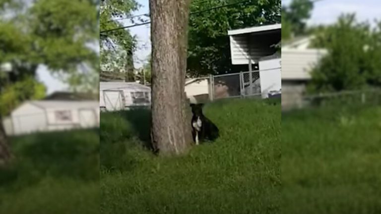 Black dog and tree