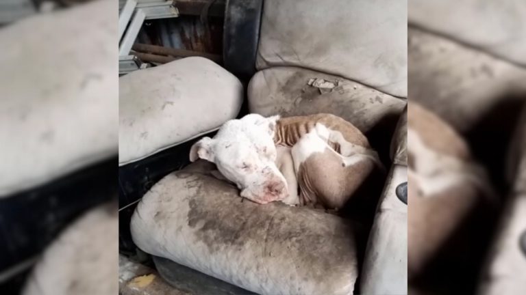 Abused And Malnourished Dog Who Slept On An Old Couch
