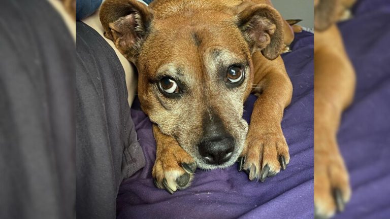 photo of a dog lying