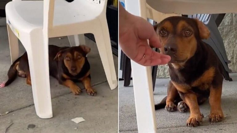 Adorable Pup Was Waiting Outside A Store For 3 Weeks