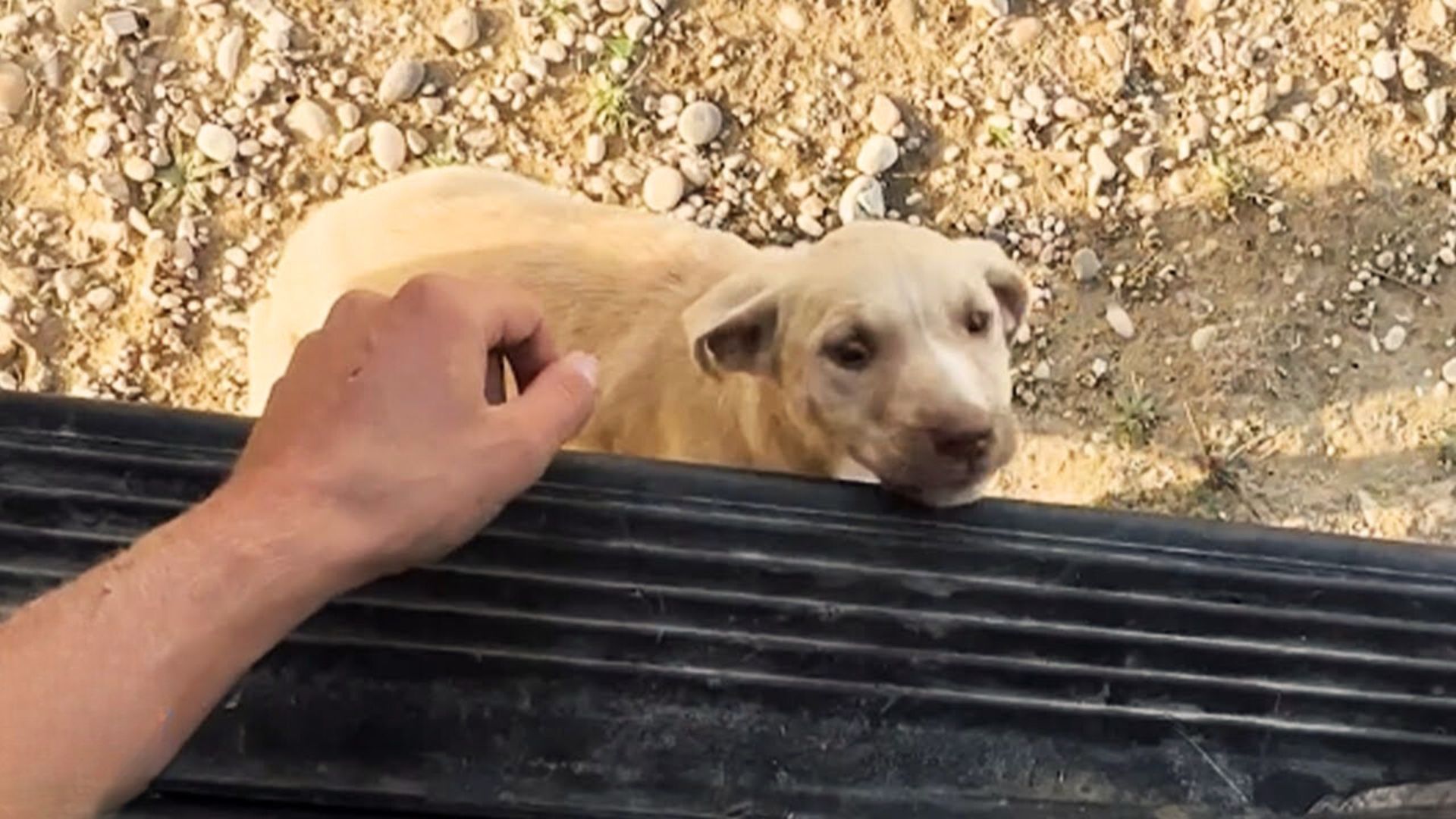 Street Dog Jumps Into A Couple’s Van And Decides To Stay With Them Forever