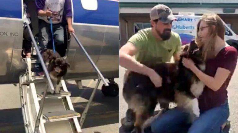 dog coming out of an airplane