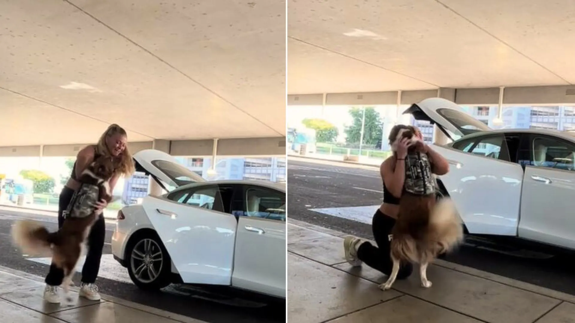 After 202 Days Of Being Separated, The Dog Is Thrilled To Finally Reunite With His Owner