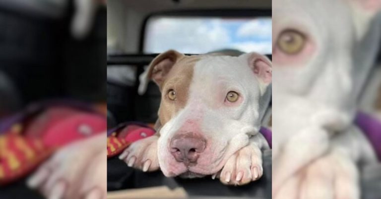 Bones Has Found His Forever Home