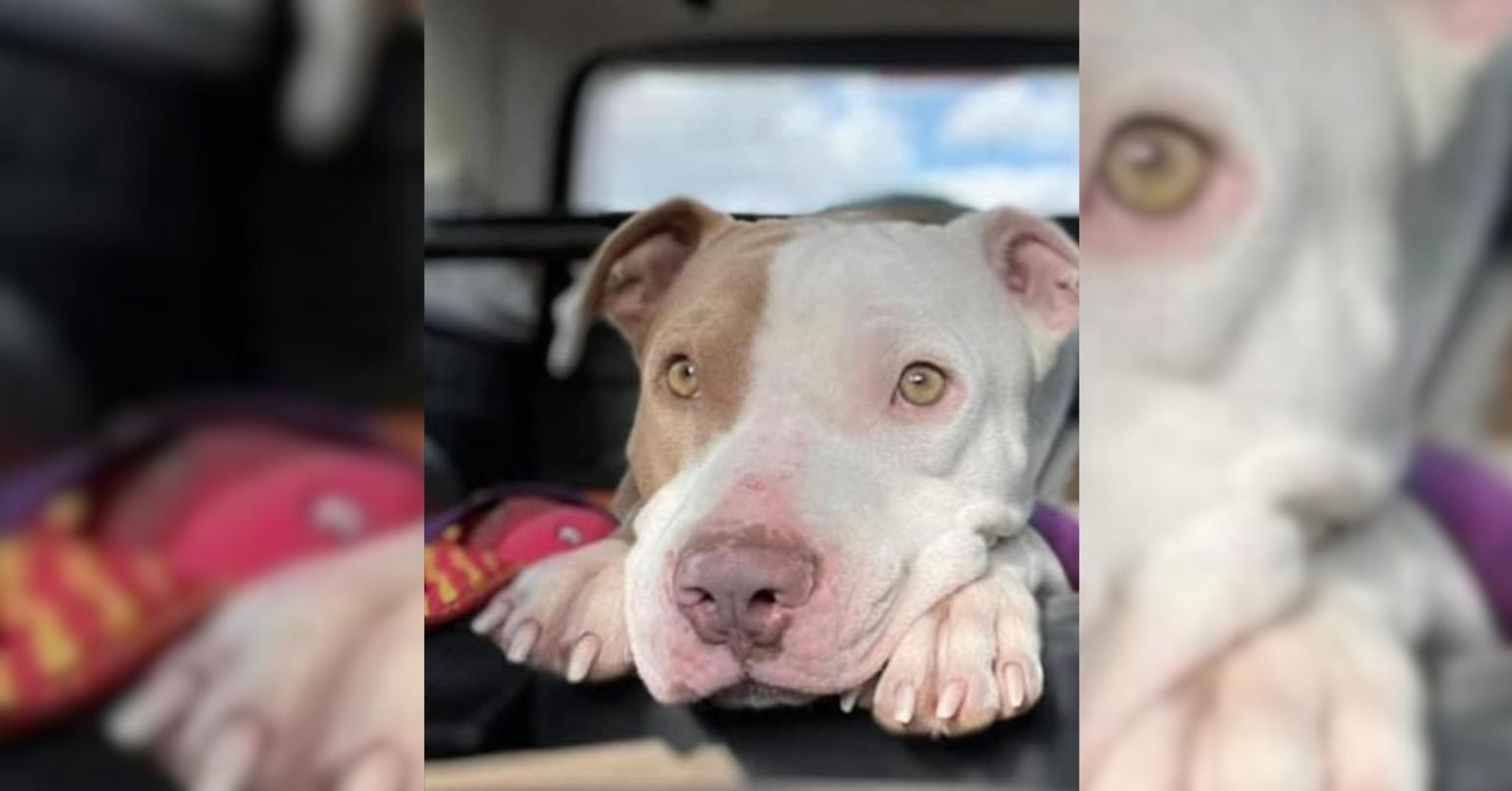 After Nearly 3 Years Of Waiting, A Rescue Named Bones Has Found His Forever Home
