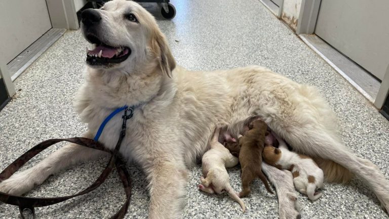shelter dog with litter of puppies