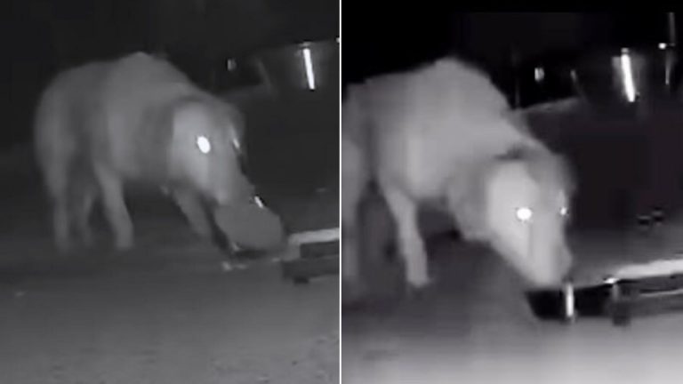 dog spotted on camera
