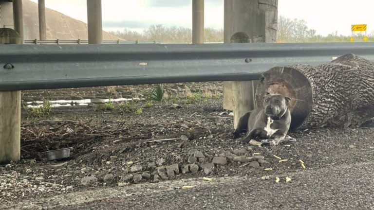 abandoned dog by the overpass