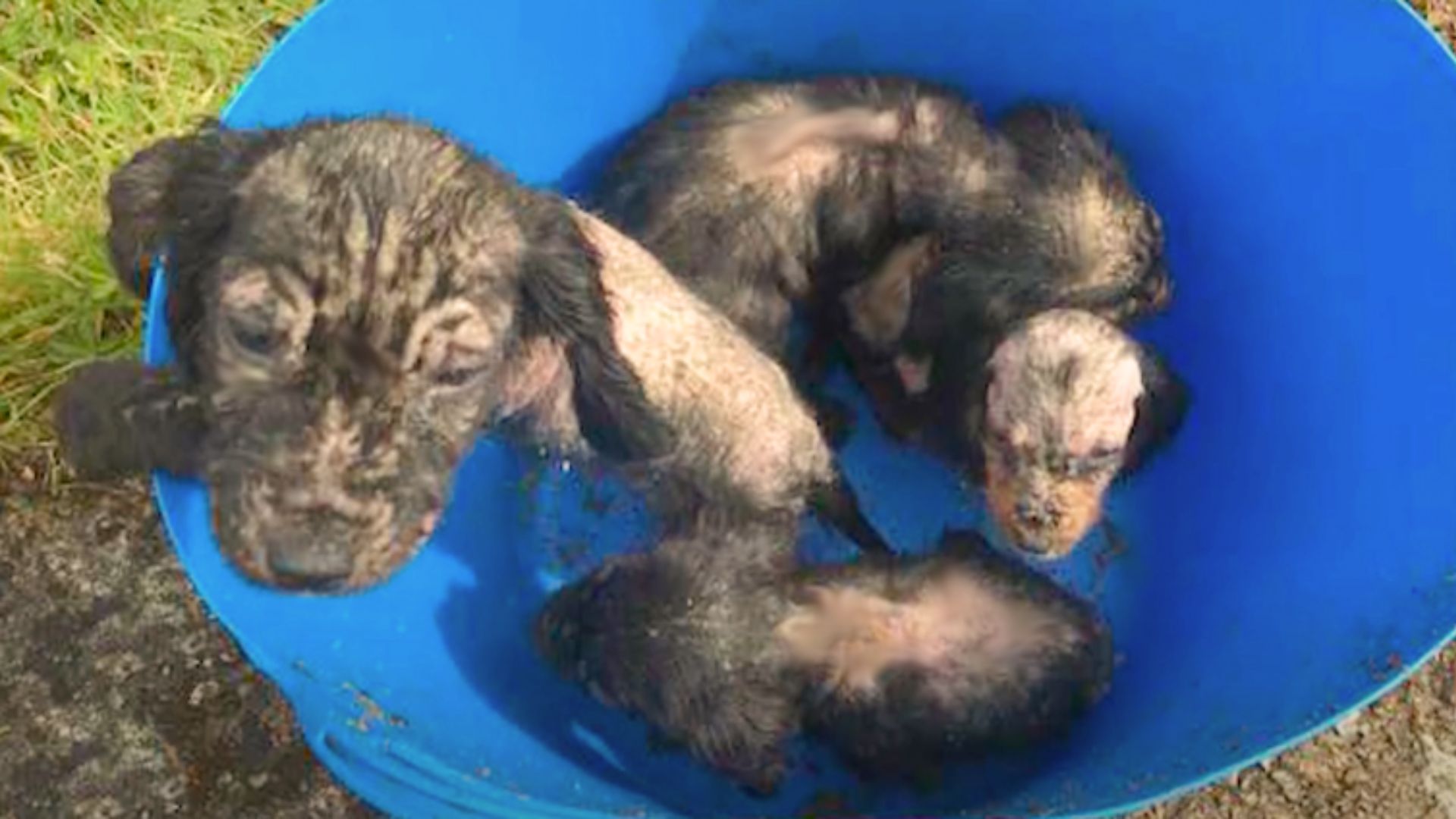 bald puppies in bucket