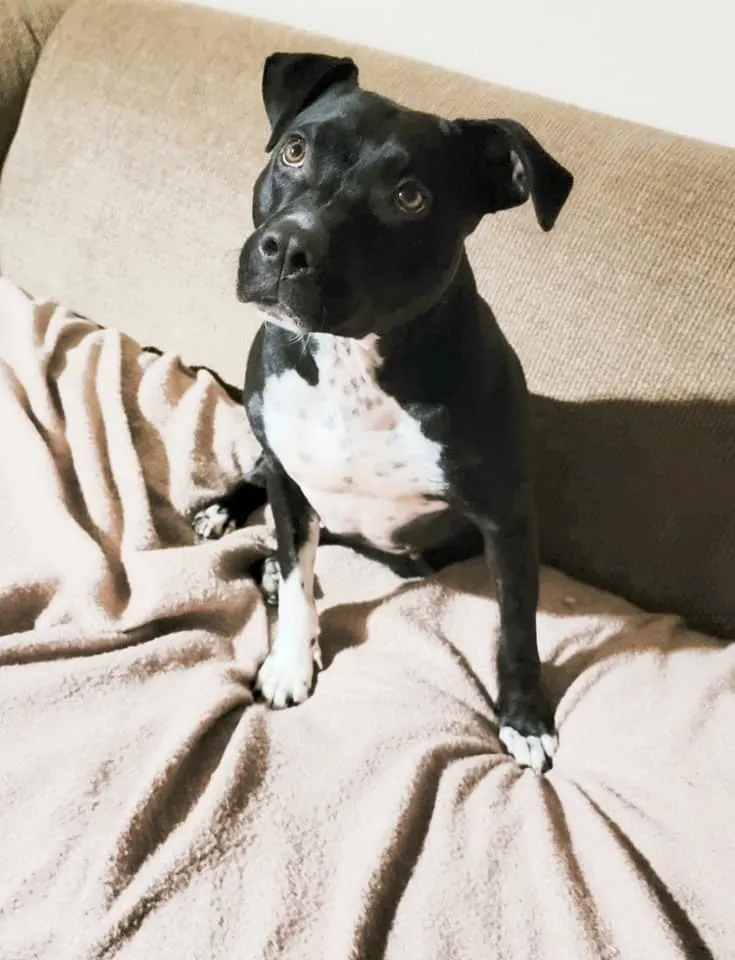Black dog sitting in the house